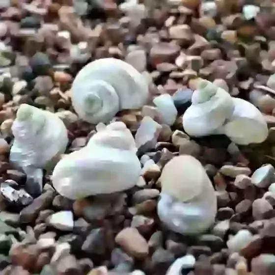 Pearl Silver Mouth Turbo Snail Sea Shell Turbo argyrostomus